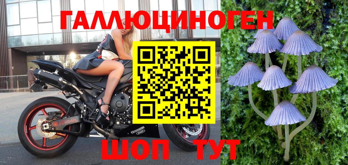 Псилоцибиновые грибы Psilocybe Магадан